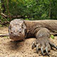 コモド国立公園のコモドドラゴンと人気のリゾート島ご紹介！